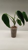 Monstera BMF