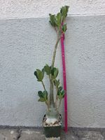 Adenium arabicum "Black Hawk" / Wüstenrose Sämling