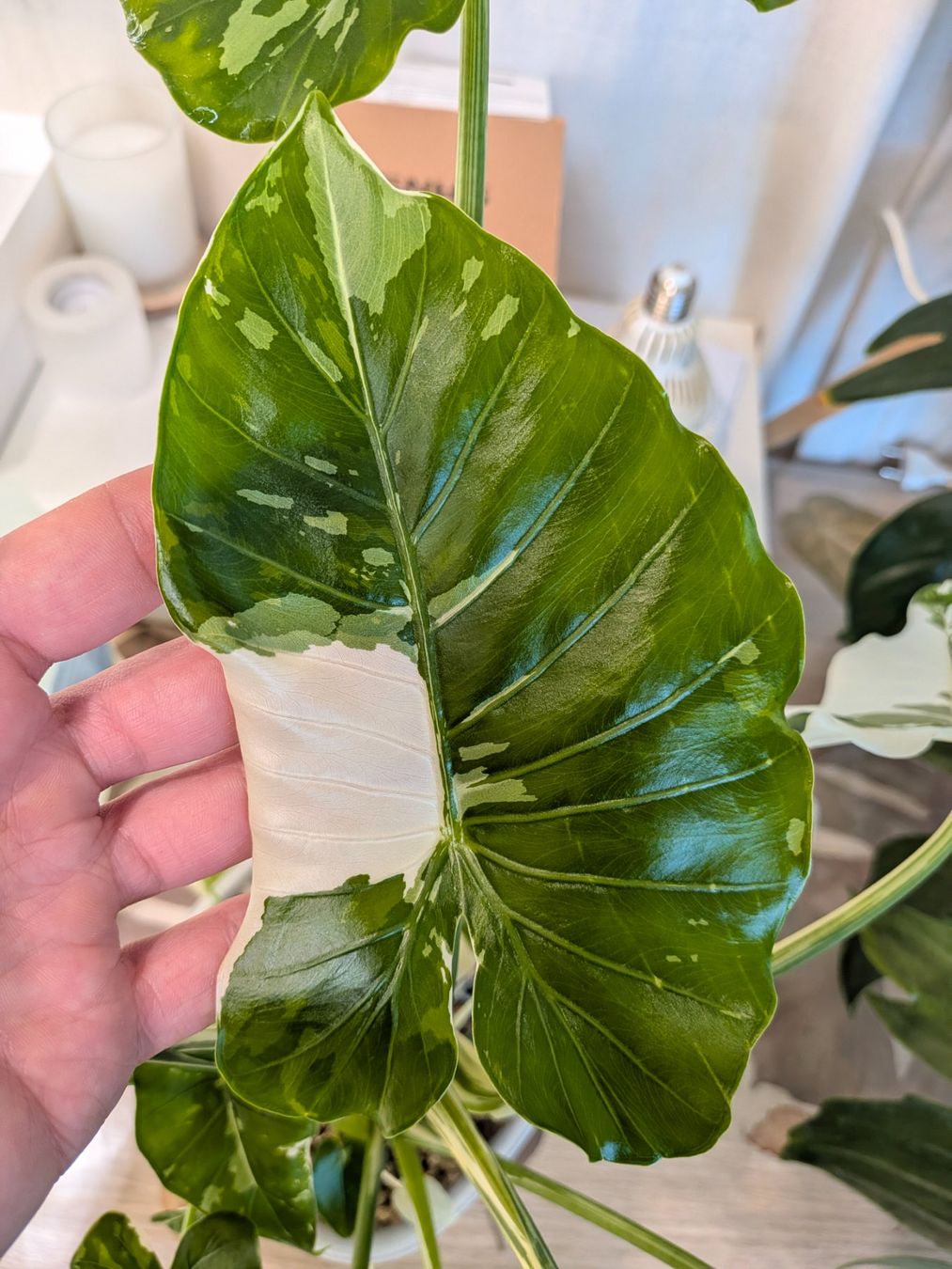 Piante & sementi: Bulbe Alocasia Okinawa Silver – Usato da Genève venduto da Venellah 2