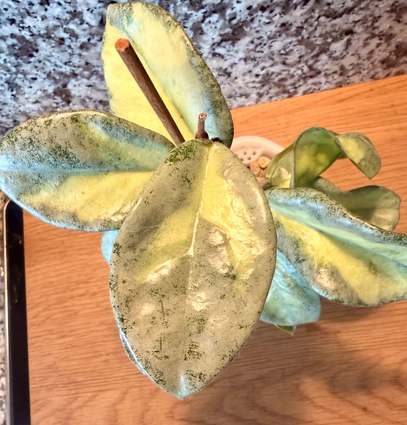 Piante & sementi: Hoya Argentea princess – Usato da Kaiseraugst venduto da dka_b97z