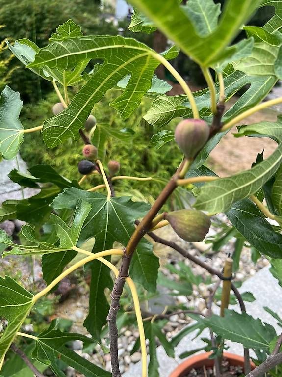 Piante & sementi: Feigenbaum inkl. Kübel – Nuovo e nell'imballaggio originale da Riniken venduto da Rikaner 2