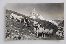 AK Zermatt, Matterhorn mit Schafen 1948
