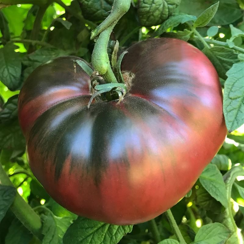 Piante & sementi: Tomate cherokee Purple 10g – Nuovo (secondo la descrizione) da Bremblens venduto da FIBONACCI369 1