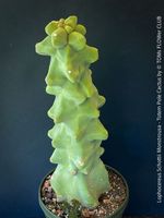Lophocereus Schottii Monstrousa - Totempfahl-Kaktus - 40cm