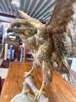 Imposantes Greifvogel-Präparat – 110 cm Flügelspannweite – w