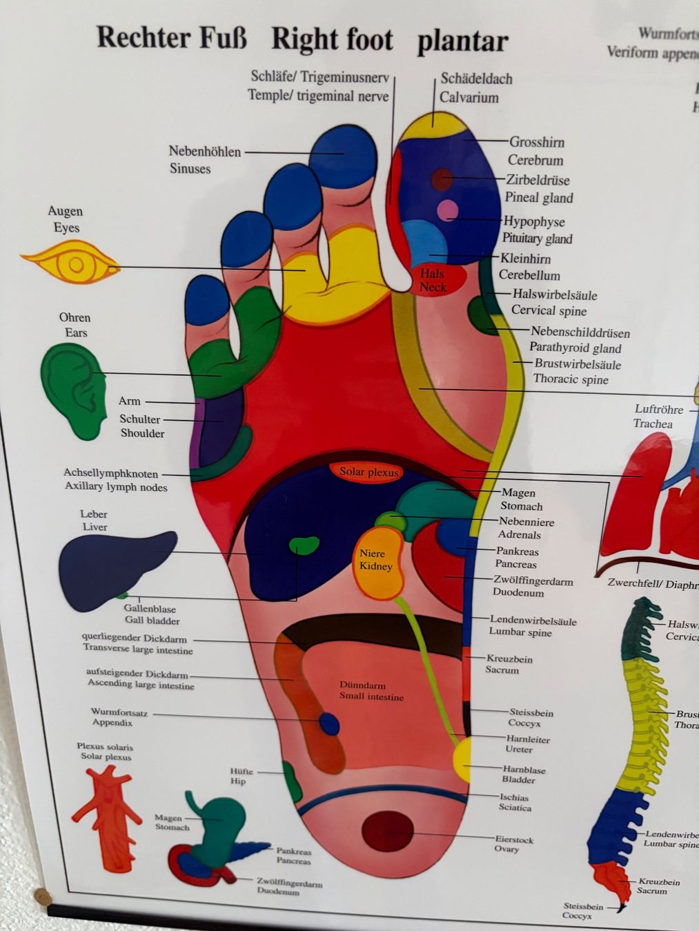 Poster & Bilder: Fuss- u. Handreflex Poster – Gebraucht aus Schmerikon von WaimeaBeach 2