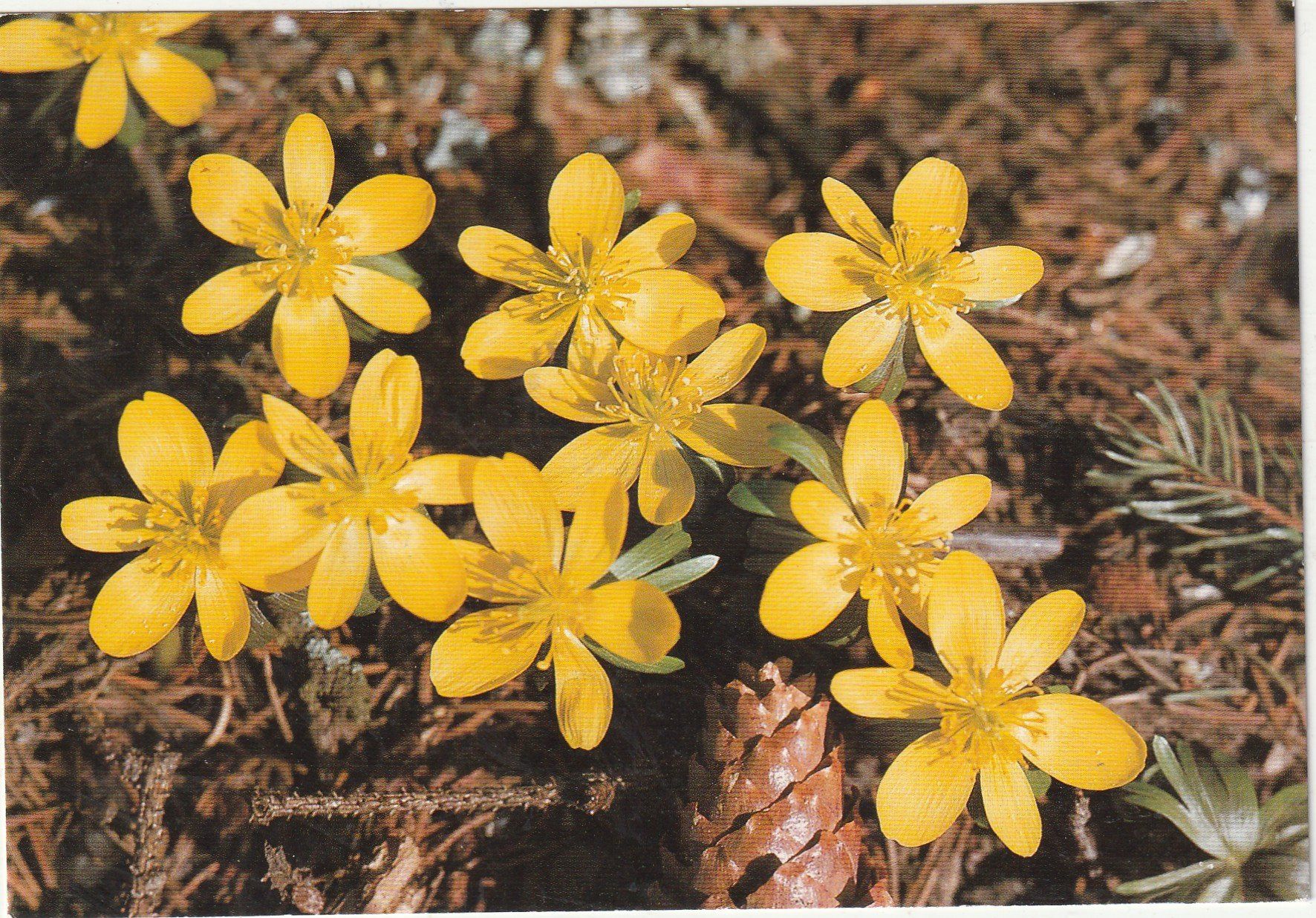 Cartoline postali: Blumenkarte – Usato da Lumbrein venduto da made02