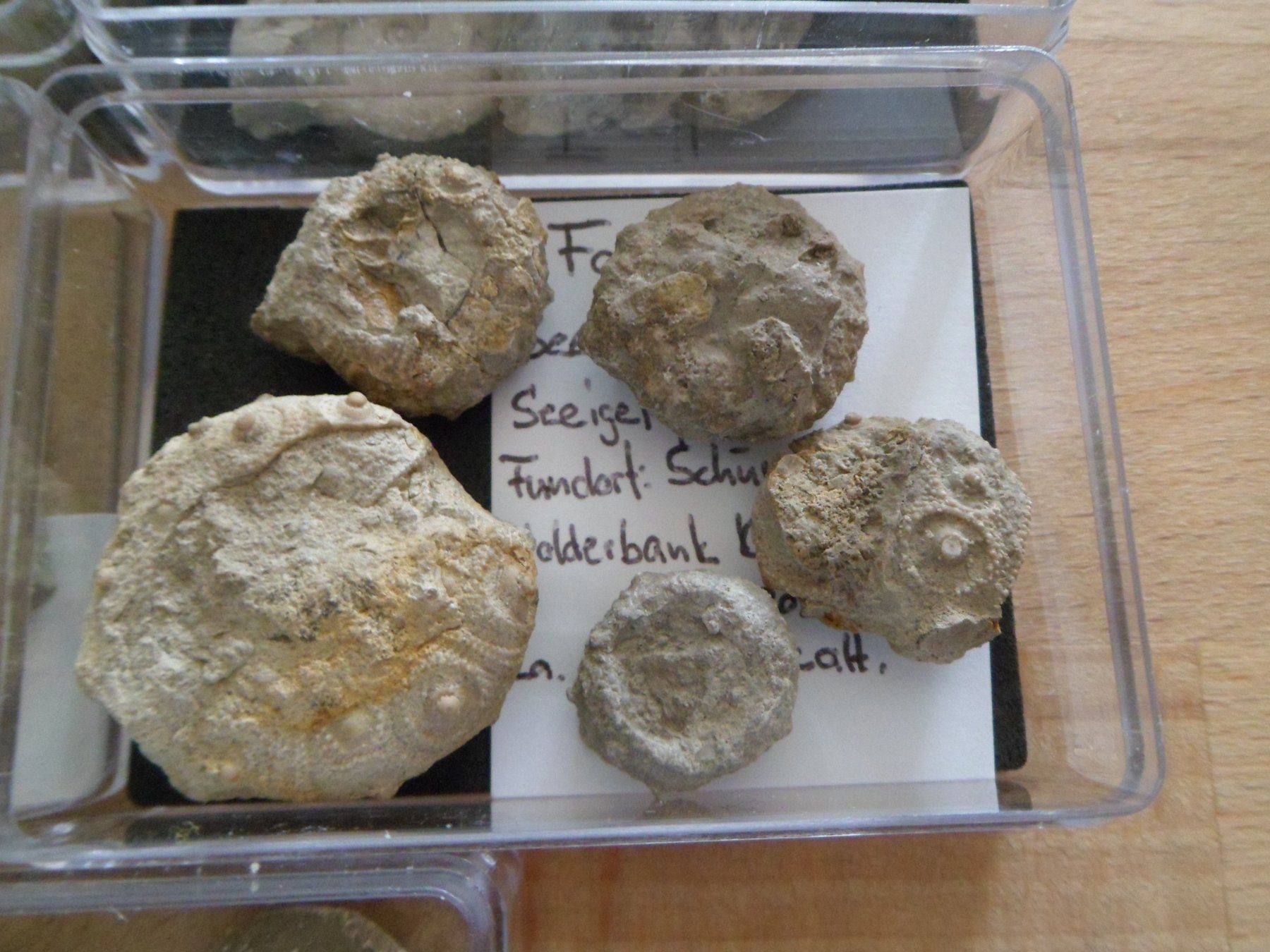 Fossiles: Fossilien Sammlung in 8 Böxli Schweiz – D'occasion à Affoltern am Albis par Fossil60 6