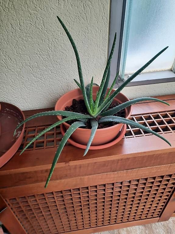 Pflanzen & Samen: Aloe vera – Gebraucht aus Lugano von EMI075