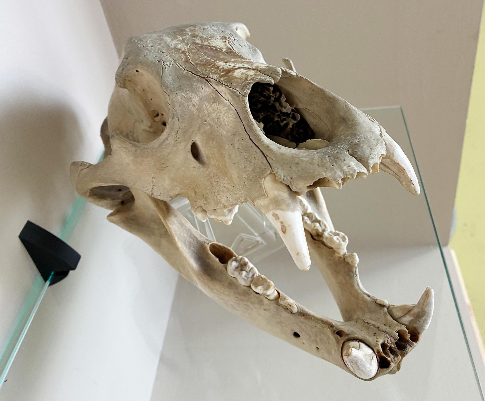 Tutte le decorazioni: Schwarzbärschädel – Usato da Bäretswil venduto da robsonantik 1