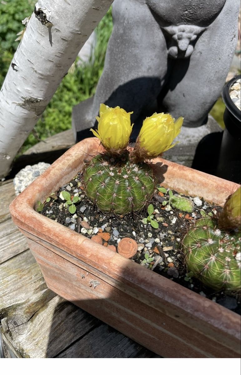 Plantes & graines: Kaktus gelb blühend – Neuf (Voir description) à Dierikon par Wale71 5