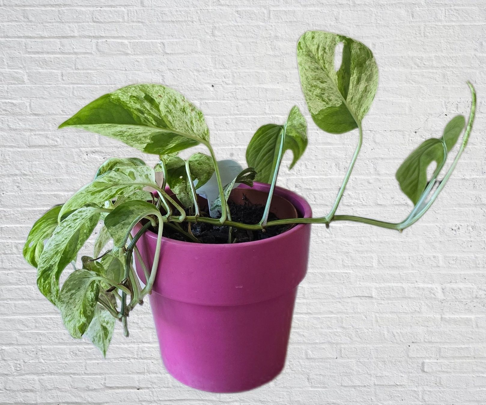 Pflanzen & Samen: Schöne Epipremnum marble variegata – Gebraucht aus Aarburg von Glitzerzauber 2