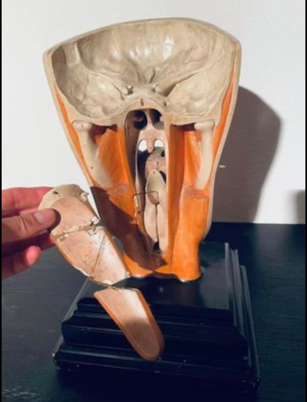 Statuette: Anatomisches Modell Kopf – Usato da Schaffhausen venduto da nor_jfc5 5