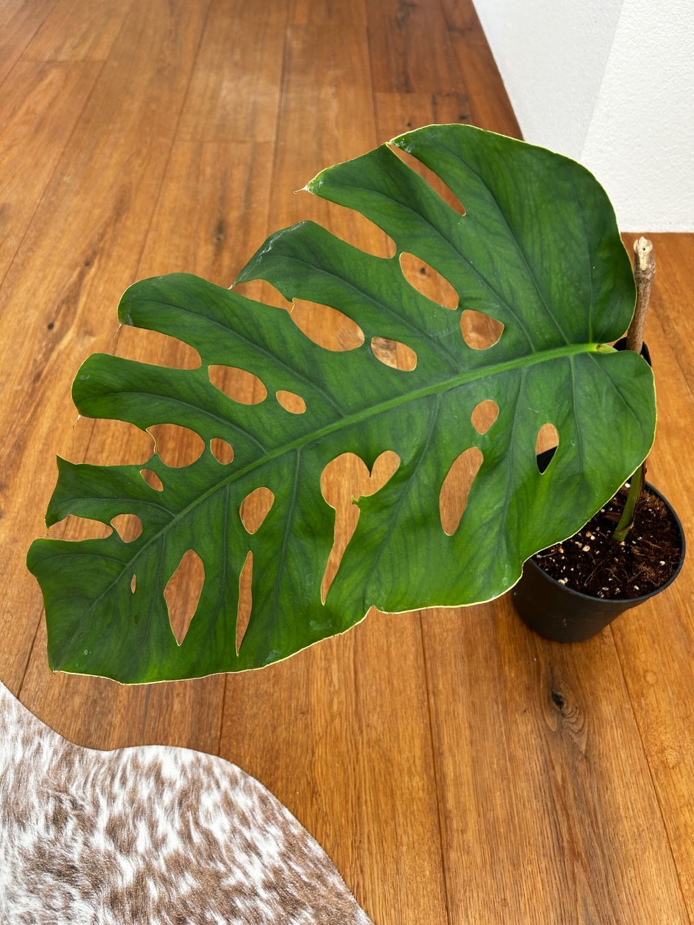 Piante & sementi: Monstera Dubia XL Steckling – Usato da Wattwil venduto da Mikesplantshop 2
