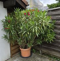 Großer, blühender Oleander im Topf