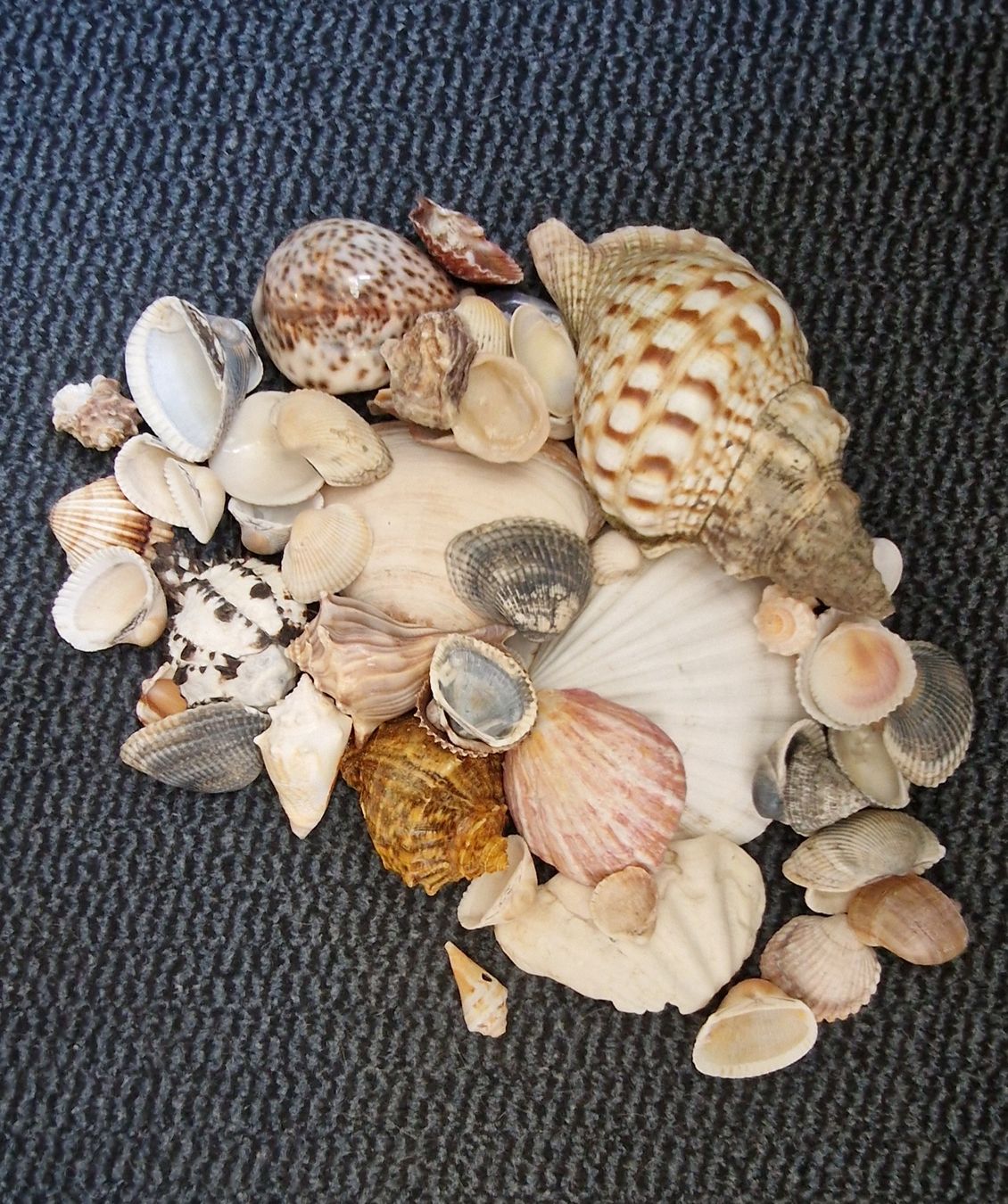 Tutte le decorazioni: Diverse Muscheln – Usato da Benken SG venduto da EgMoJo