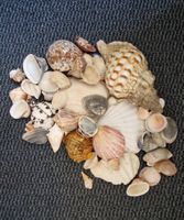 Diverse Muscheln