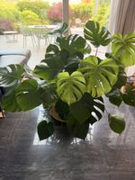 Monstera deliciosa XXL, ca. 100x100 cm, gesund & buschig