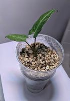 Alocasia Zebrina Baby