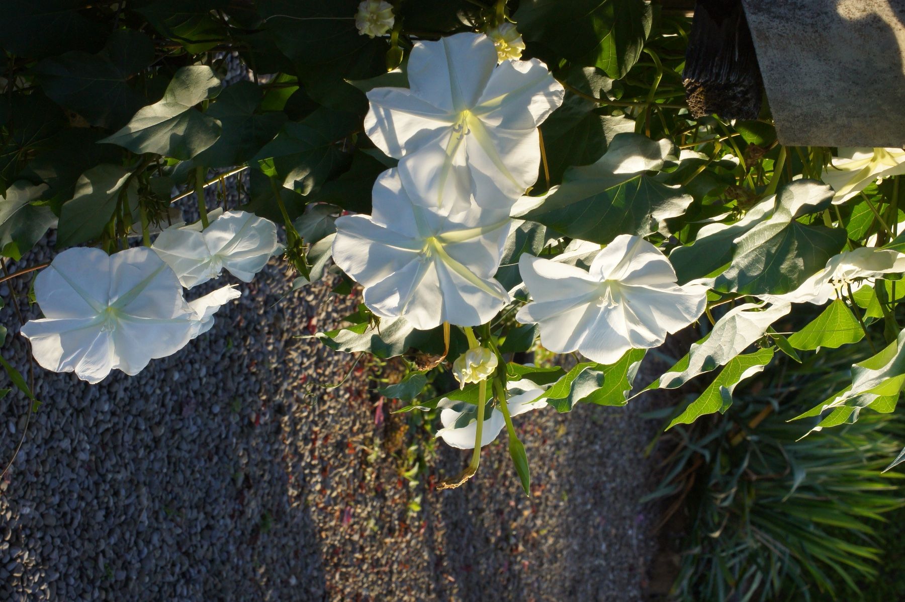 Pflanzen & Samen: Sommerblumen Mix 8 Pflanzen – Gebraucht aus seon von Agnom 3