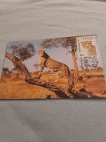 Carte postale rare : Guépard du Venda, Afrique du Sud ! (58)
