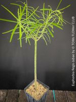 Euphorbia Regis-jubae - Kanarische Wolfsmilch für Dich
