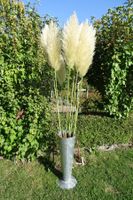 set 7 Pampasgras neu trockenblumen lot 7 herbe de la pampa