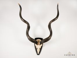 Kudu Trophäe – Vintage auf Holzschild