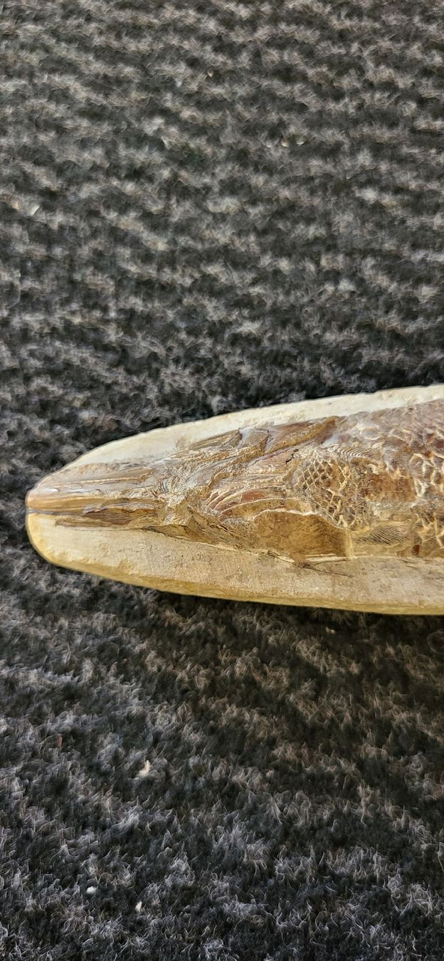 Fossili: Fossiler Fisch – Usato da Degersheim venduto da Sonnenbiene55 4