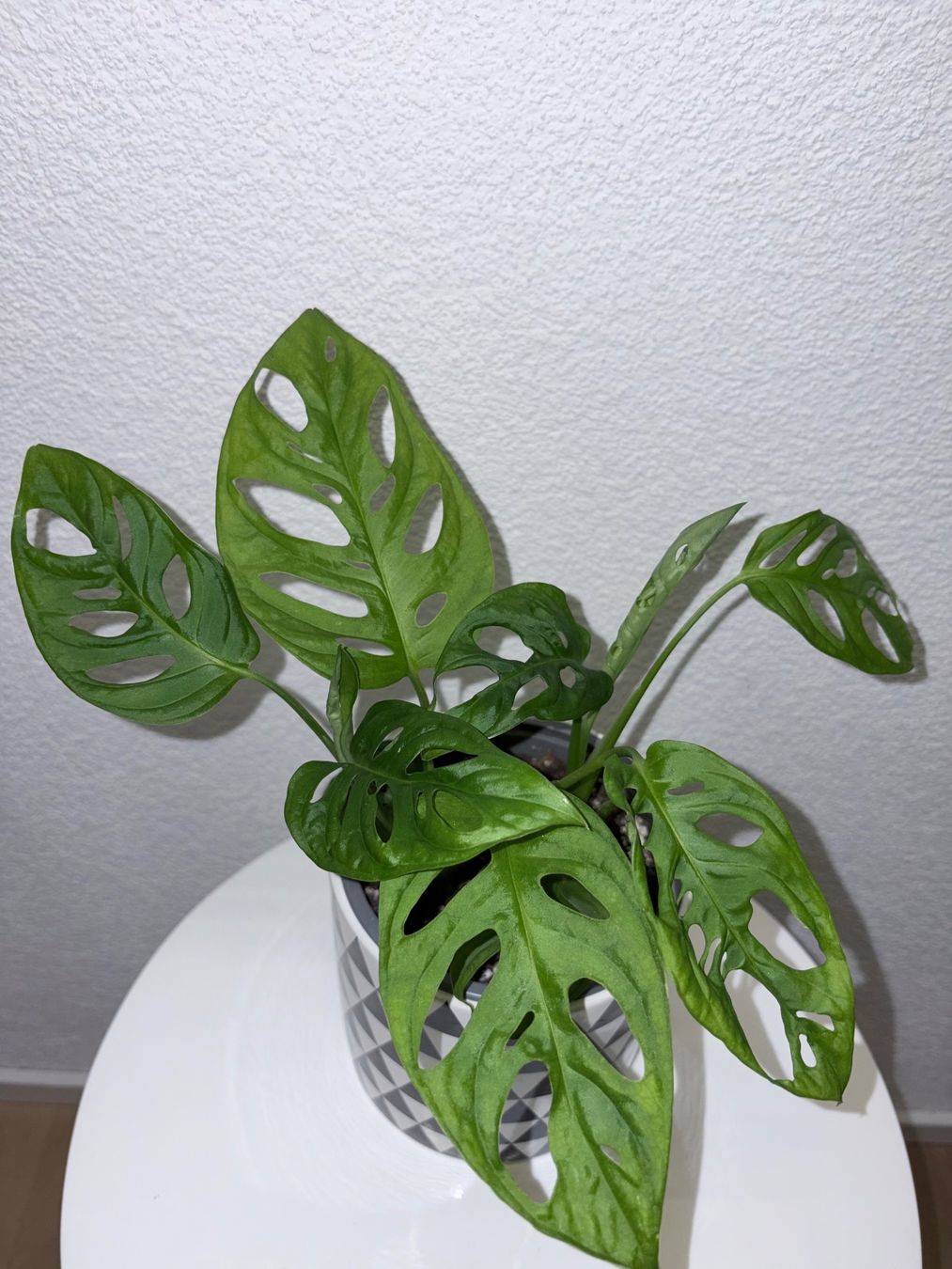 Plantes & graines: Monstera 'Monkey Leaf Monstera adansonii & ceramic cache pot – D'occasion à Kilchberg ZH par malibubeach 2