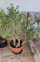 Geldbaum / Crassula ovata / Arbre de jade ancien