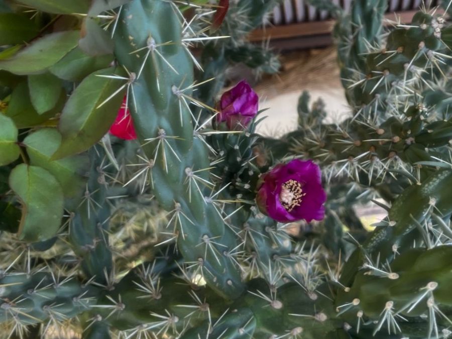 Plantes & graines: Cylinderopuntie impricata – Neuf (Voir description) à Vinelz par Wellensittich55 8