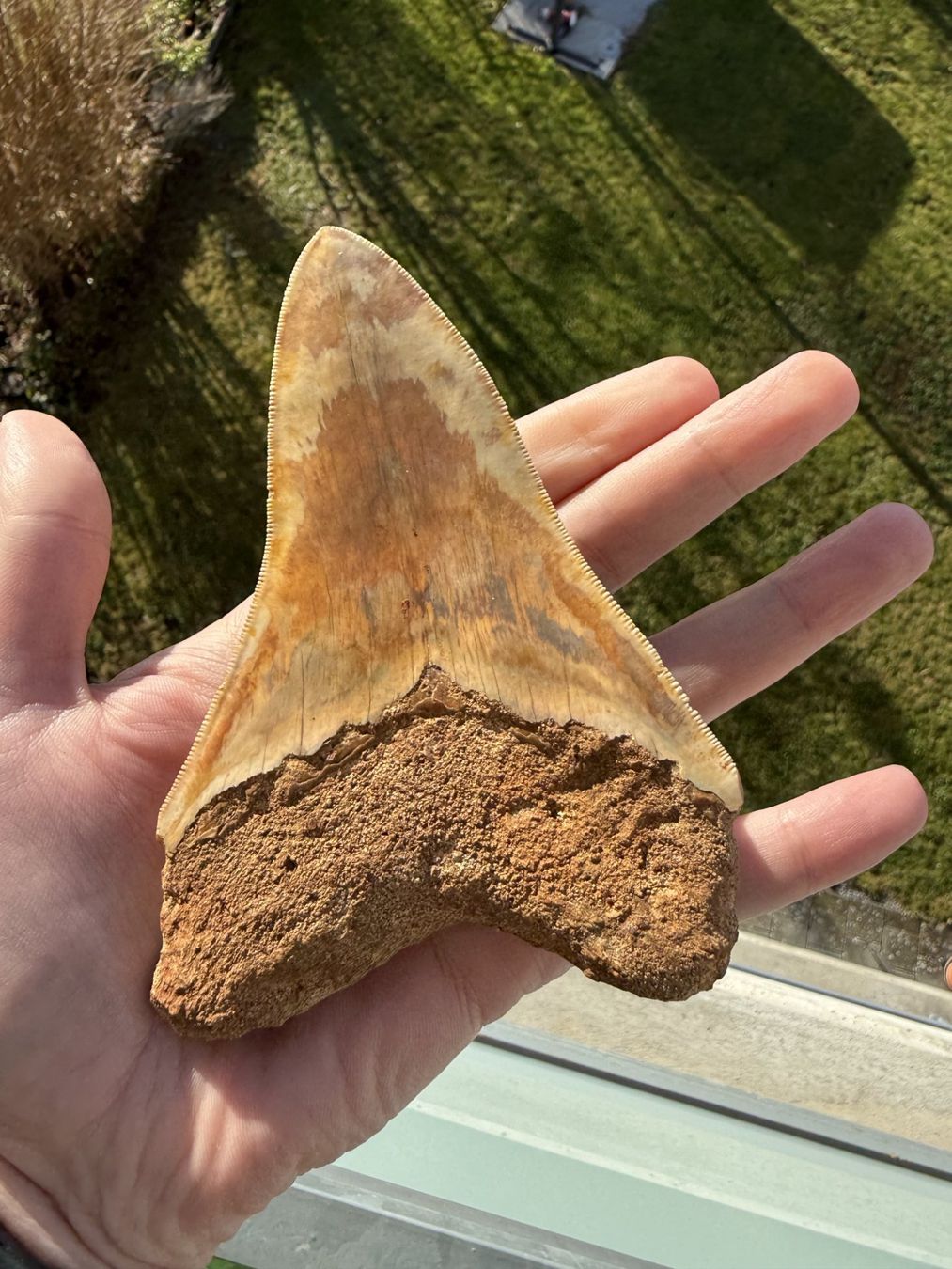Fossili: riesiger Megalodon Zahn Indonesien – Usato da schüpfen venduto da rica122 3