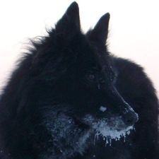 Profile image of ArtatLumen