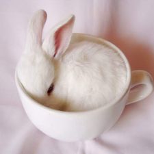 Profile image of Thunderbunny