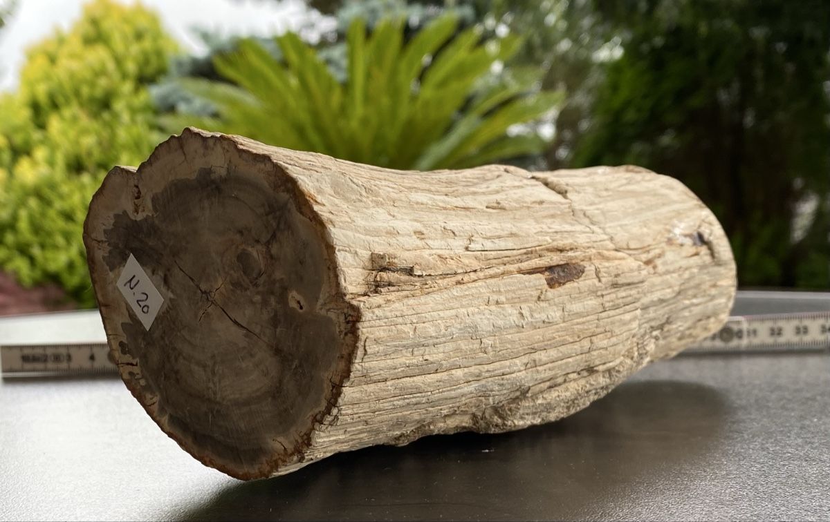 Minerali & Pietre curative: Wunderschönes grosses versteinertes Stück Holz  – Usato da Selzach venduto da 321compac 4