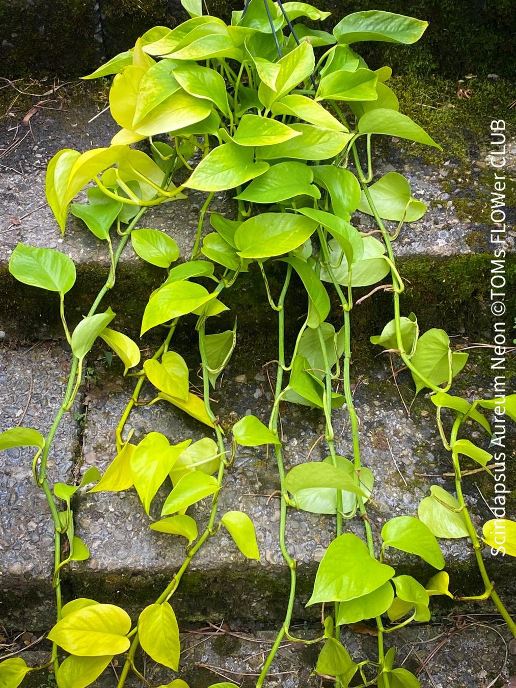 Piante & sementi: Scindapsus Aureum Neon - leuchtend gelb - stark & robust – Nuovo e nell'imballaggio originale da Adliswil venduto da astom369 6