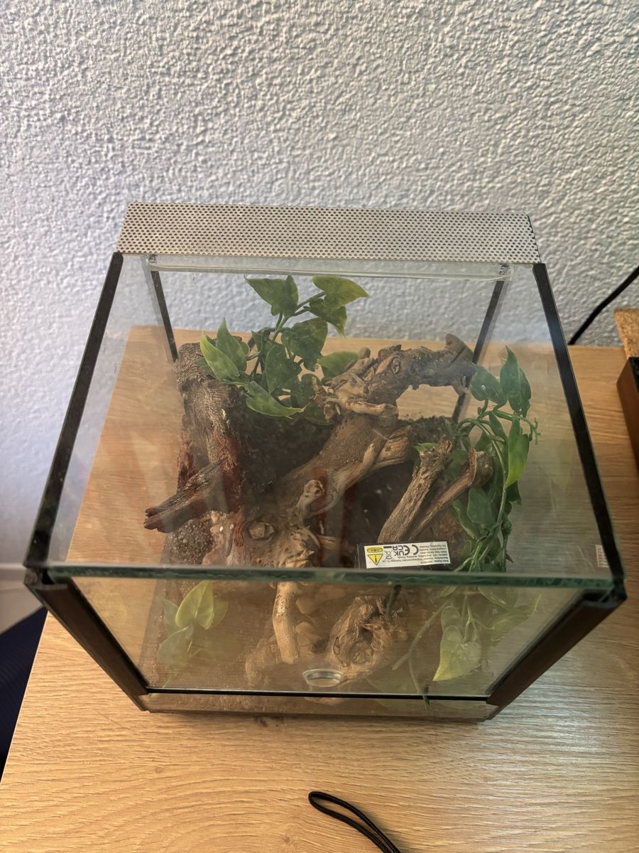 Terrarium: Terrarium 20x20cm – Gebraucht aus Lyss von vam_r6h6 2