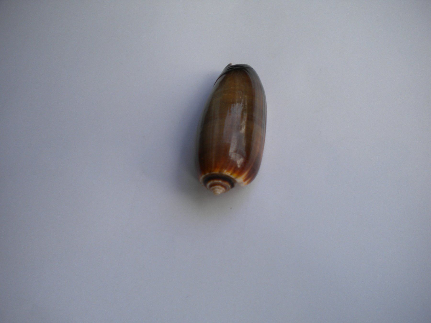 Fossilien: Schöne dunkel Muschel 6 cm – Gebraucht aus Spreitenbach von Sniper8952