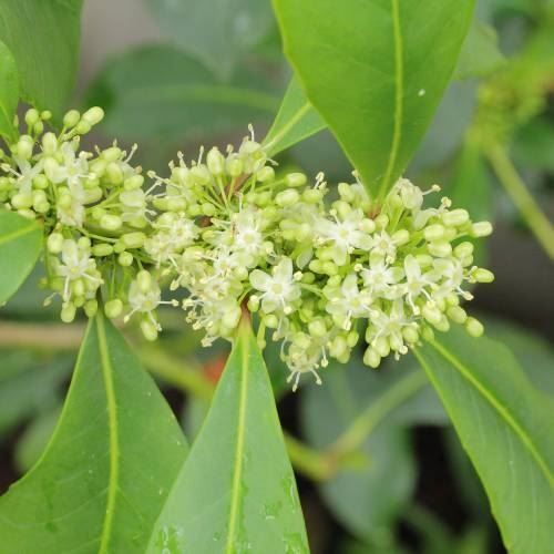 Piante & sementi: Ilex paraguariensis Thé maté 2 PLANTS – Nuovo (secondo la descrizione) da Bremblens venduto da FIBONACCI369