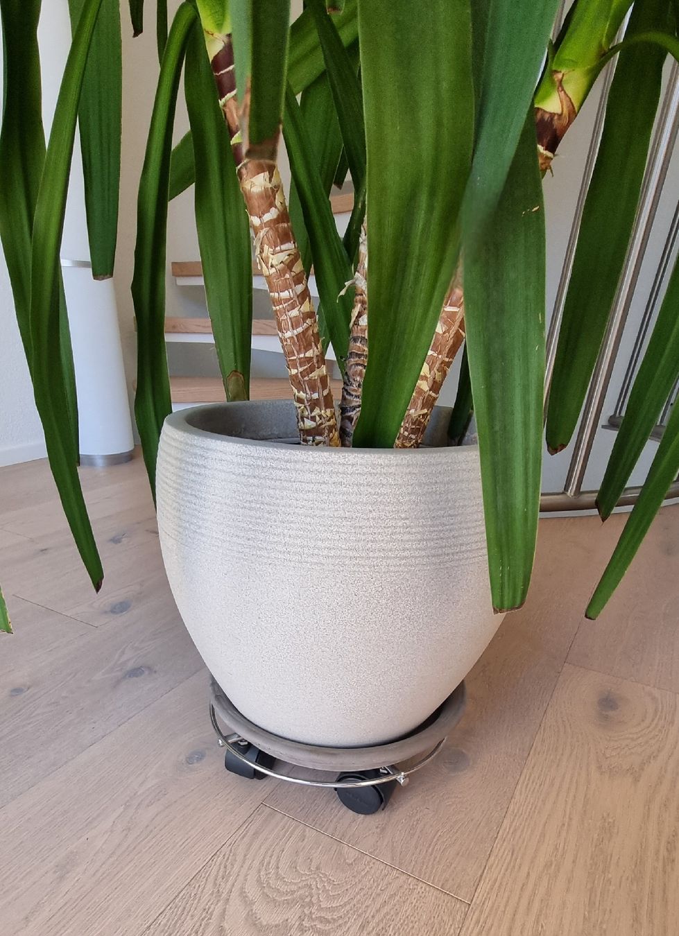 Pflanzen & Samen: Yucca Palme – Gebraucht aus Bottighofen von buzz02 1