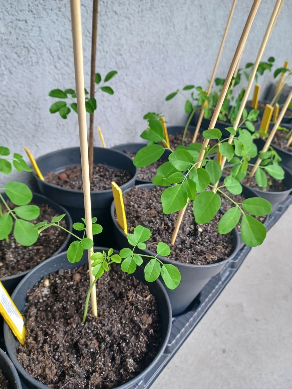 Plantes & graines: Moringa oleifera Baum - Exklusive in der Schweiz – Neuf avec emballage d'origine à Luzern par ivo_schild 4
