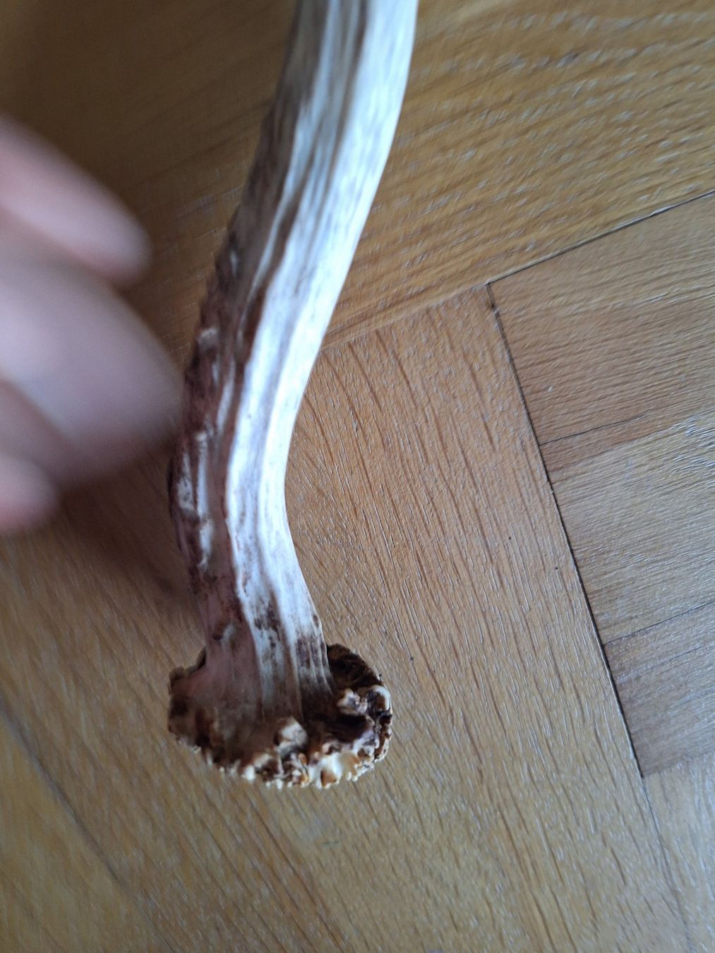 Sonstiges zum Sammeln & Seltenes: 1 corne de chevreuil de 20 cm – Gebraucht aus Chêne-Bougeries von xchrysalide 1