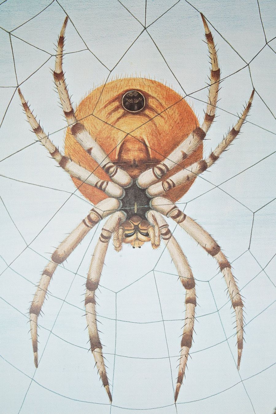 Foto & Immagini: Schulwandbild "Spinnen" von Marta Seitz 1976 – Usato da Wil SG venduto da froschbiss