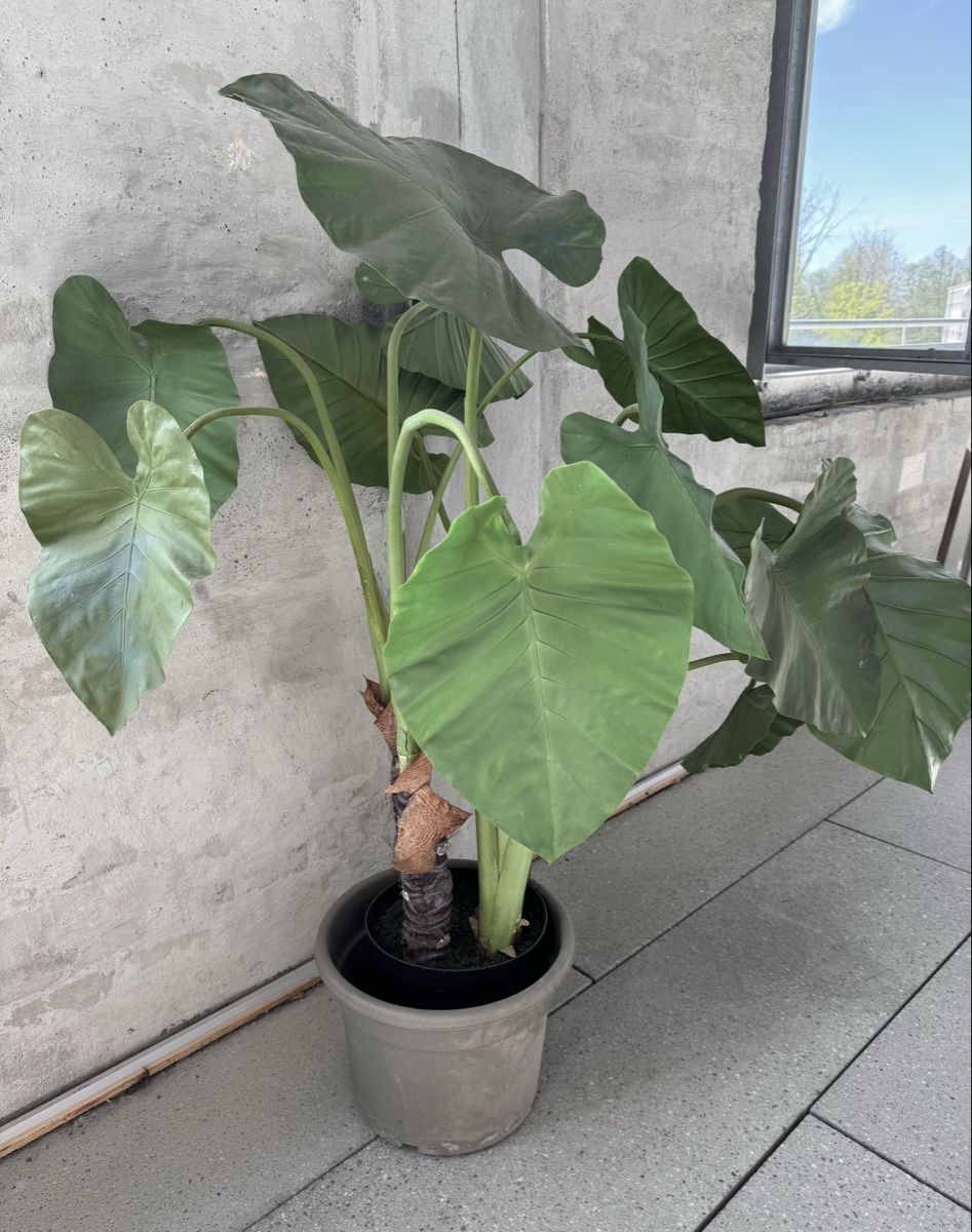 Piante & sementi: Künstlicher Bananenbaum – Usato da Cham venduto da MoniJ