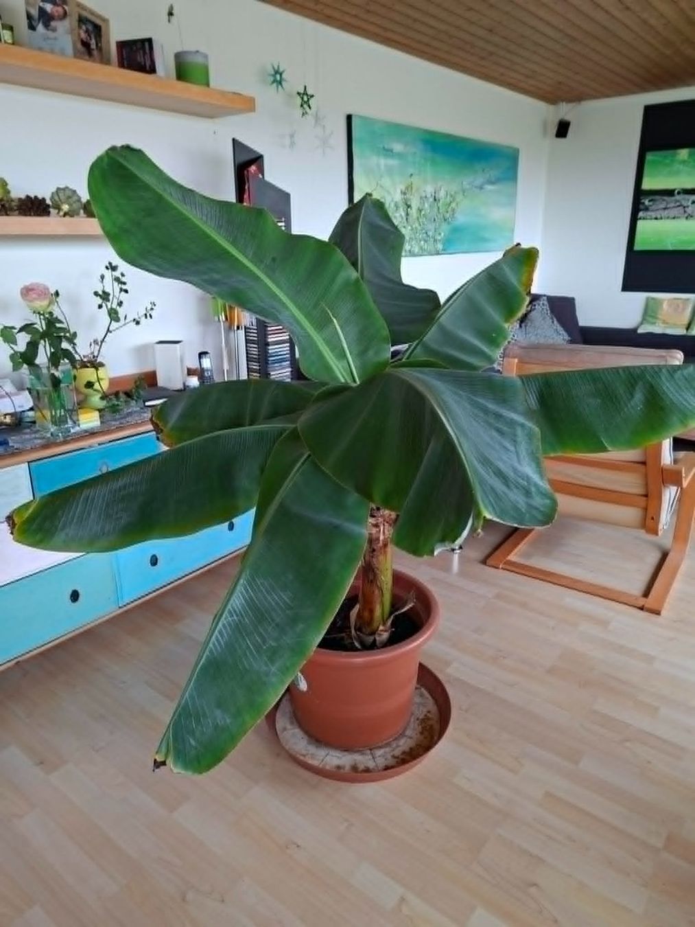 Piante & sementi: Bananenbaum 1m 12 cm – Usato da Bern venduto da Gaebeler