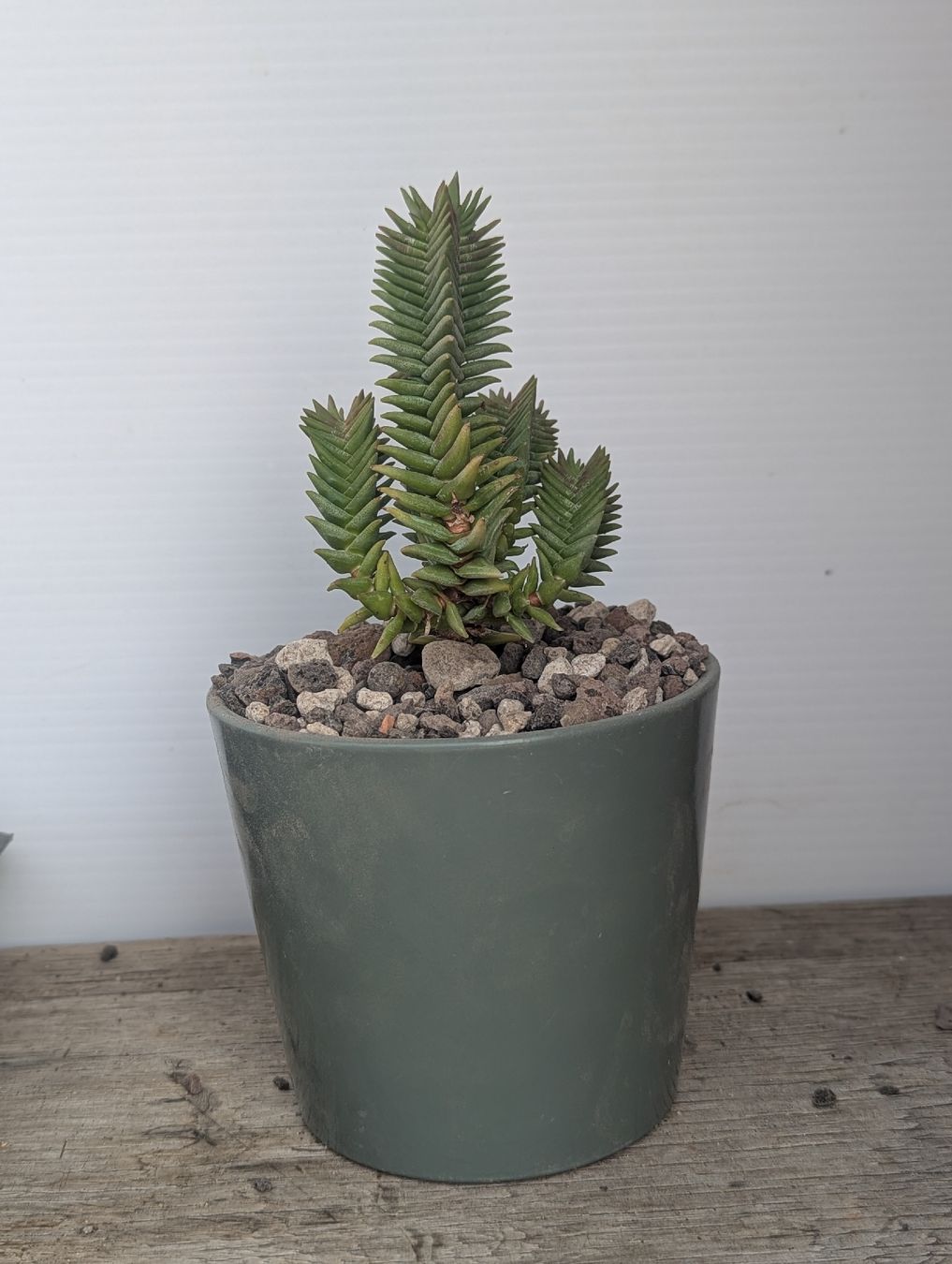 Plantes & graines: Crassula pyramidalis – D'occasion à Comano par che_8lc2 1