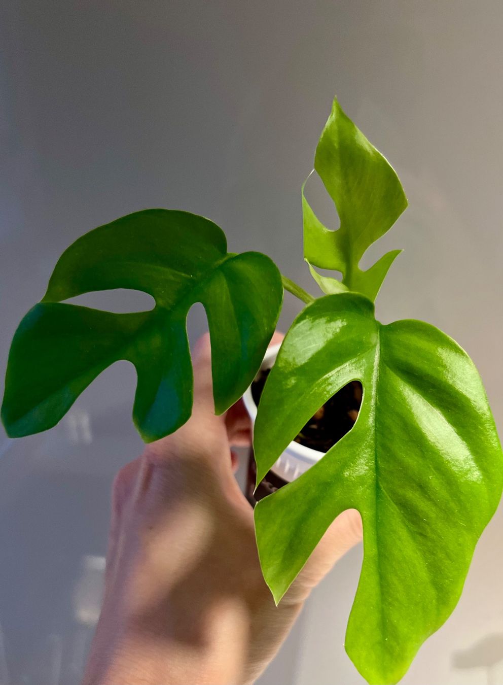 Piante & sementi: Monstera minima💚 – Usato da Glattpark(Opfikon) venduto da ste_n99y 2