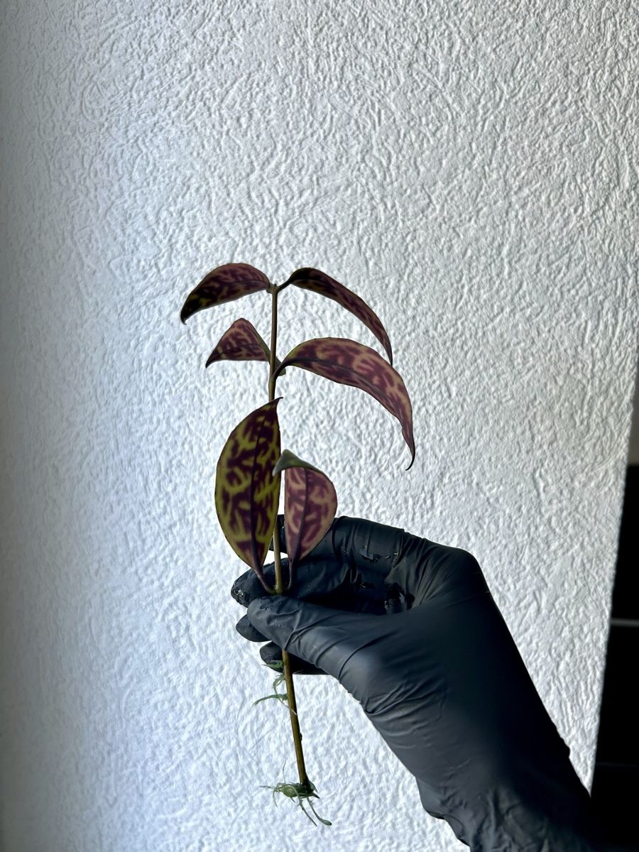 Piante & sementi: Boutures Aeschynanthus Marmoratus – Usato da Develier venduto da mel_qd2m 2