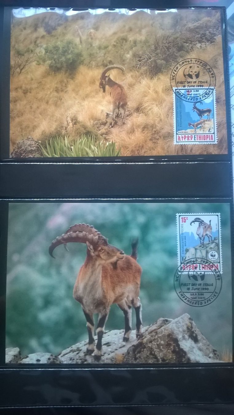 Tutti i francobolli: Äthiopien 1990 Satz WWF Steinbock Maximumkarten – Nuovo (secondo la descrizione) da Liestal venduto da schnueps 1